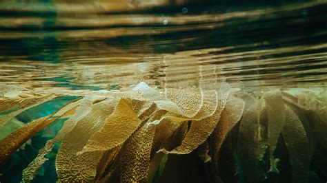 The Healing Powers of Coastal Magic Seaweed: An Alternative Approach to Medicine